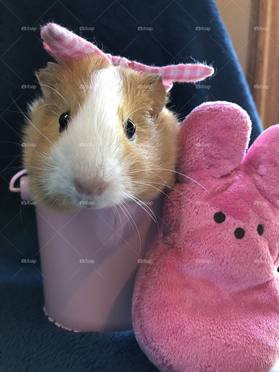 Female baby guinea pig