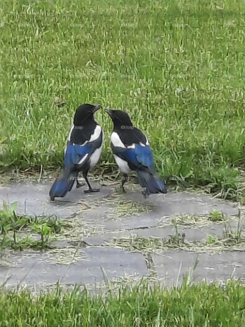 two magpies courting in the garden