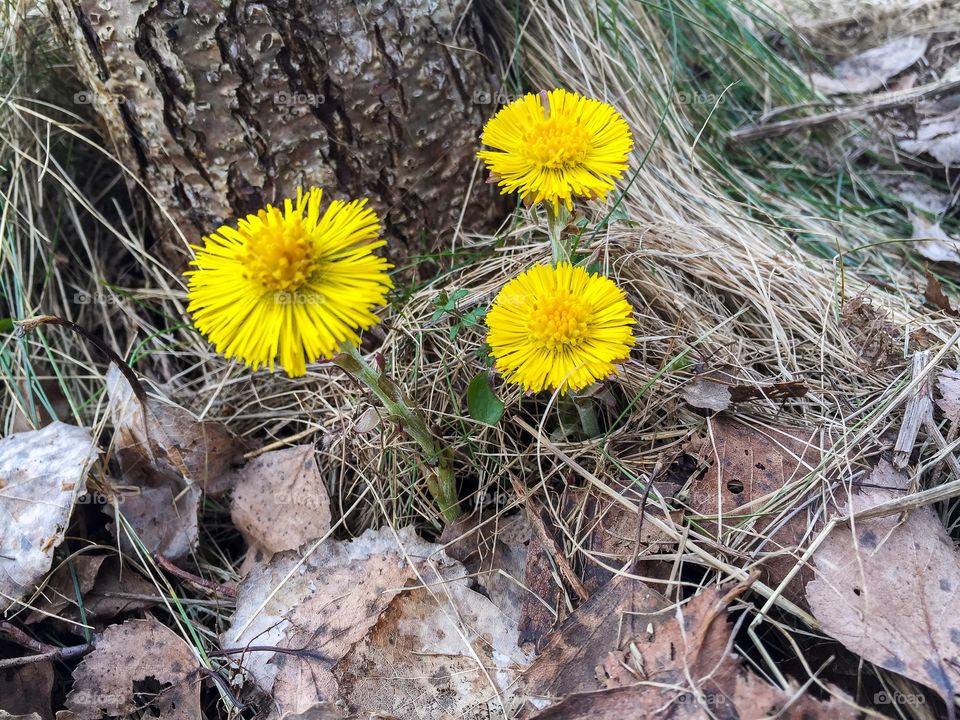 Three flowering yellow Coltsfoot among old brown fall leaves and dry grass in the forest in early spring in Sweden.