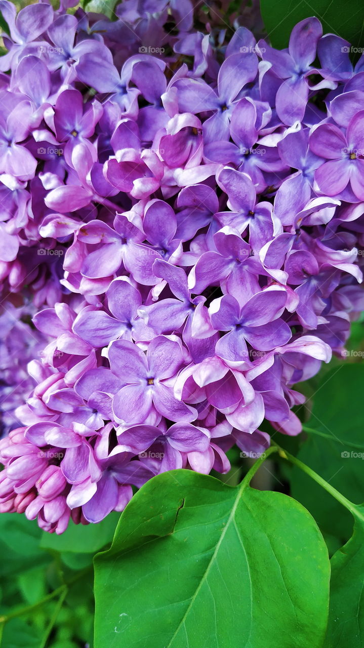 blooming lilac