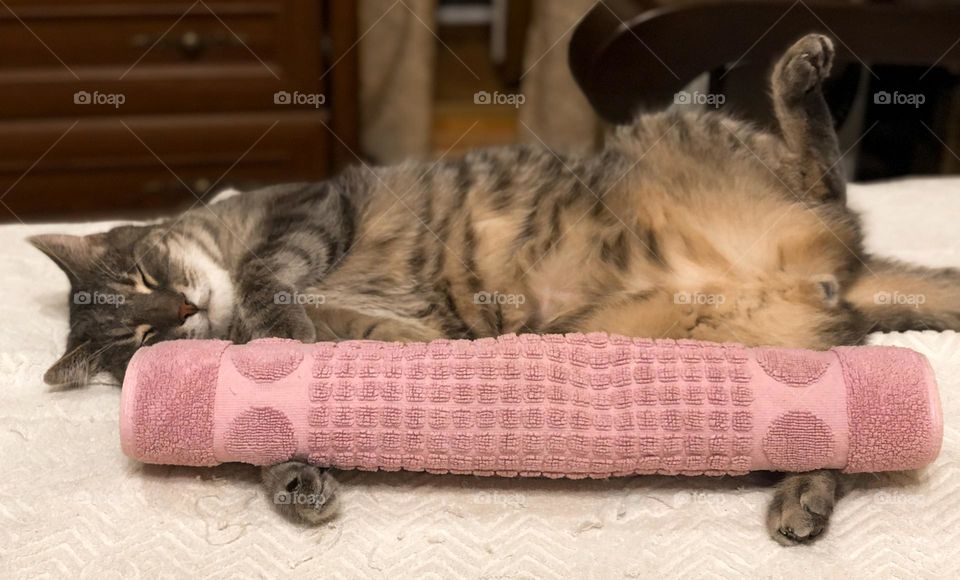 Cat and towel 