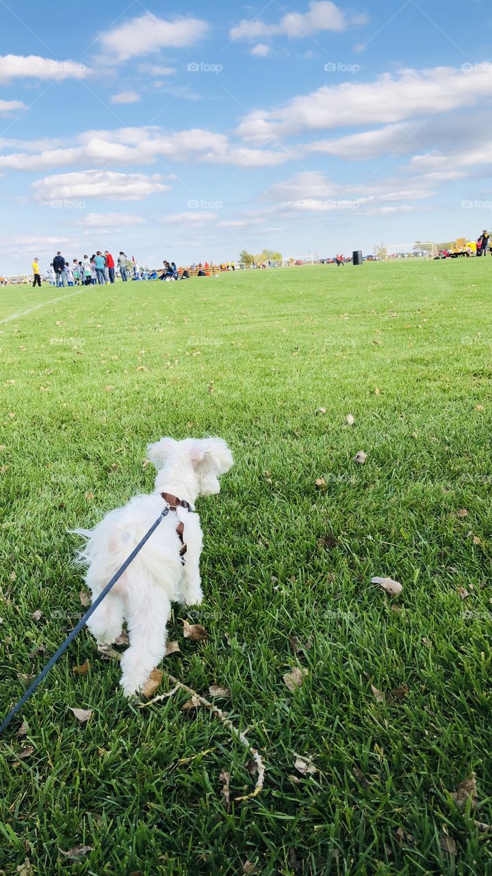 Enjoying the game🐶