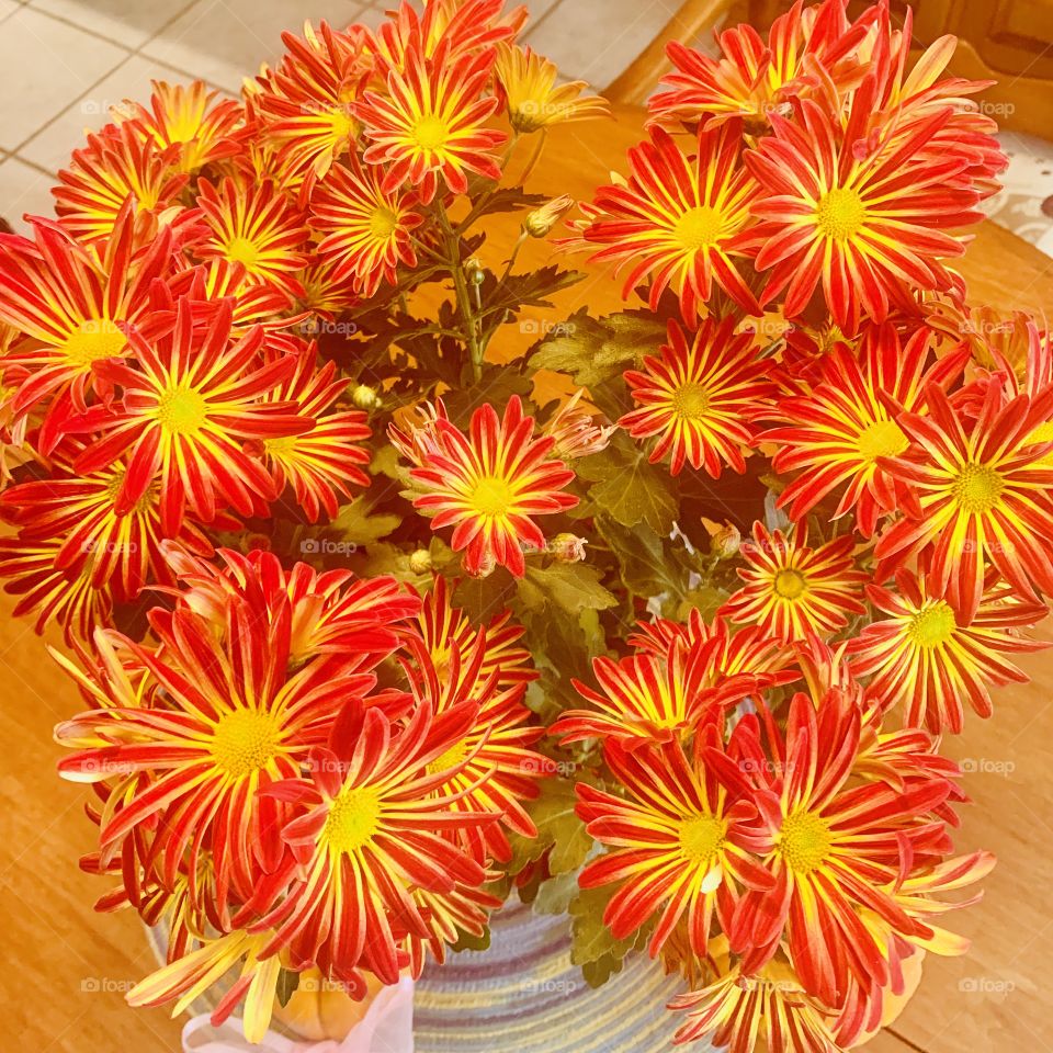 Magnificent autumn flowers 🌼