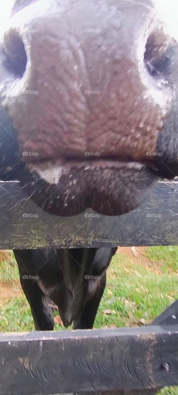 cow's mouth close up