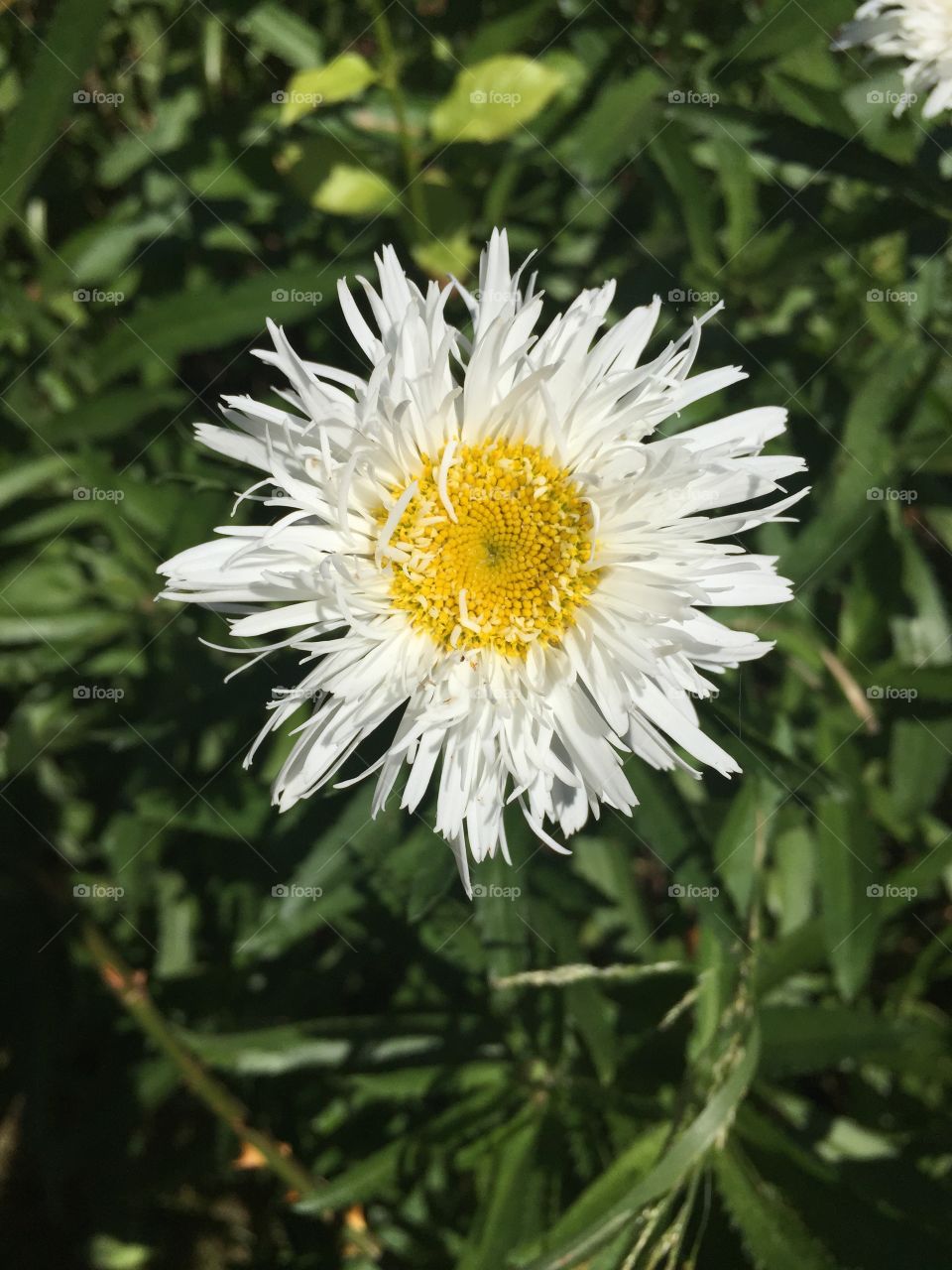 Gerber Daisy. White flower