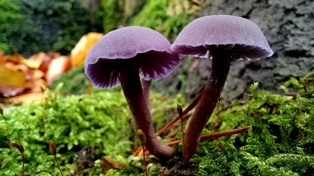 mushrooms