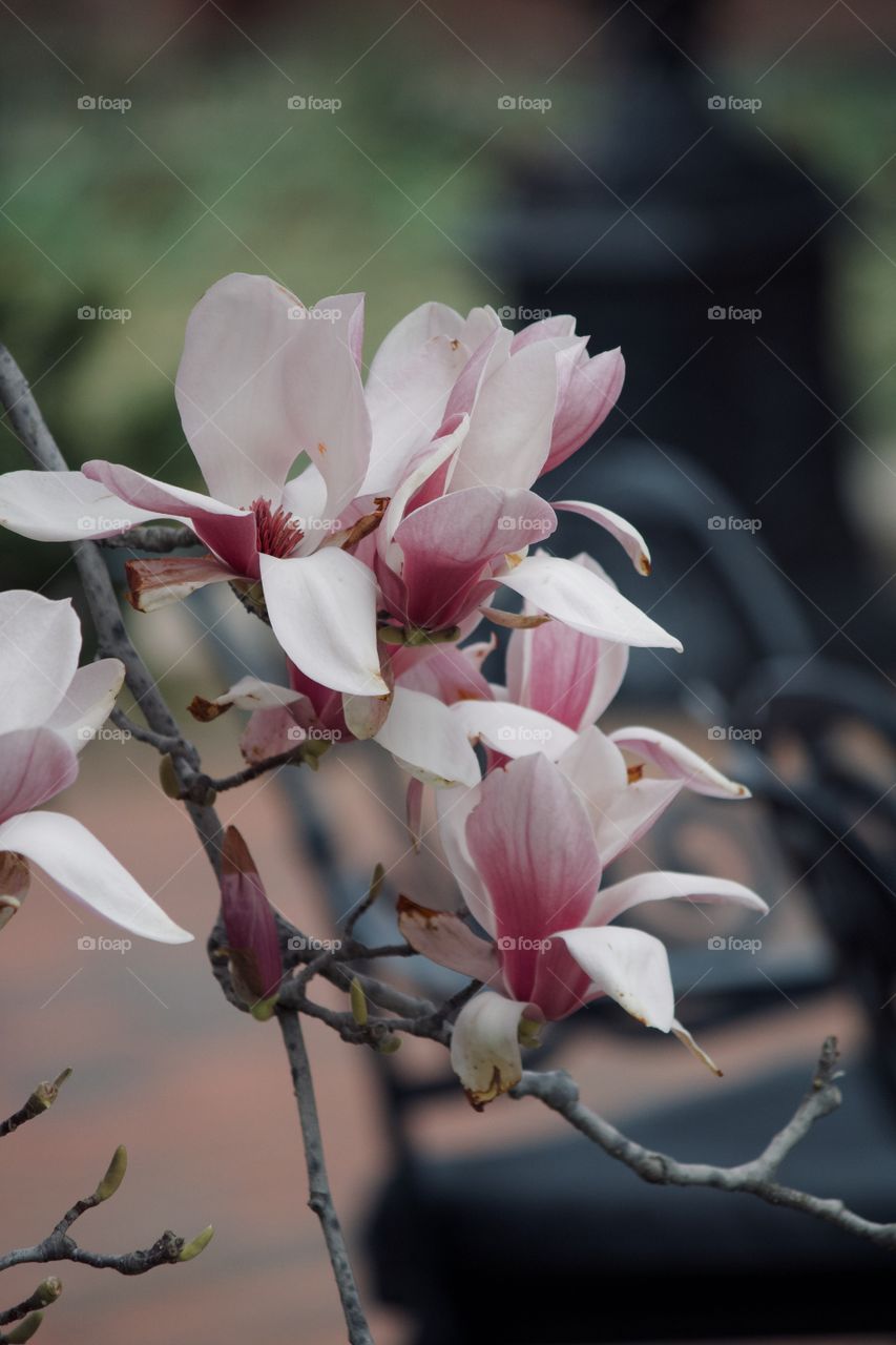 Magnolia tree in bloom