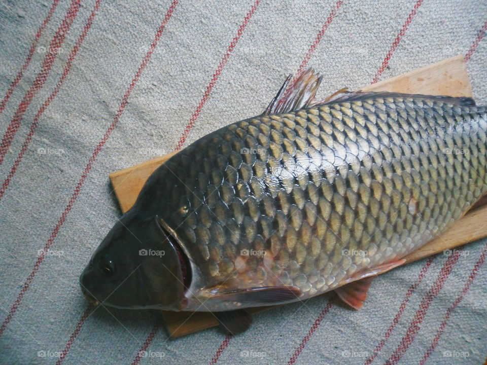 fish carp