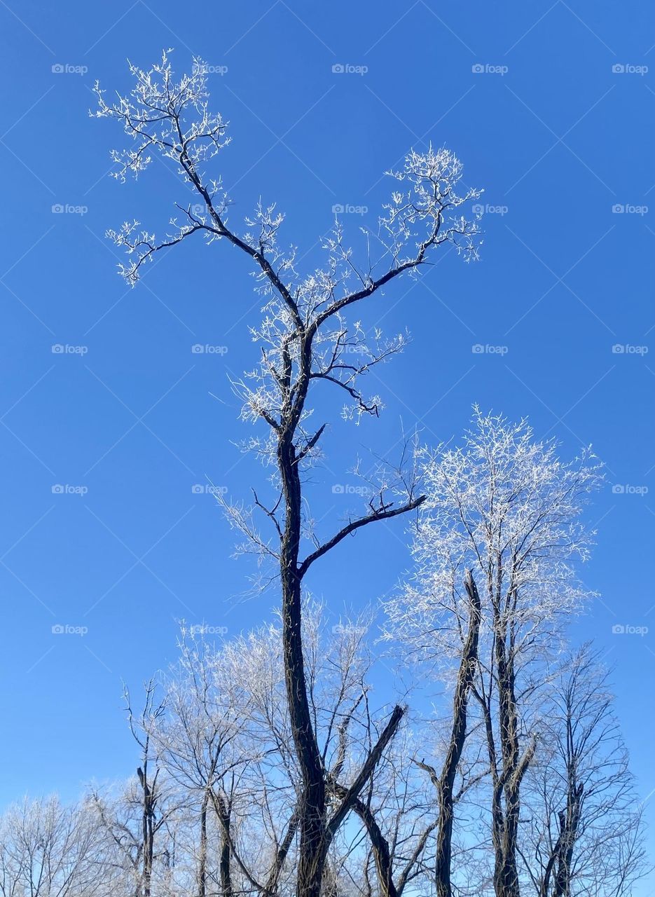 Heavy frost on tree blue sky