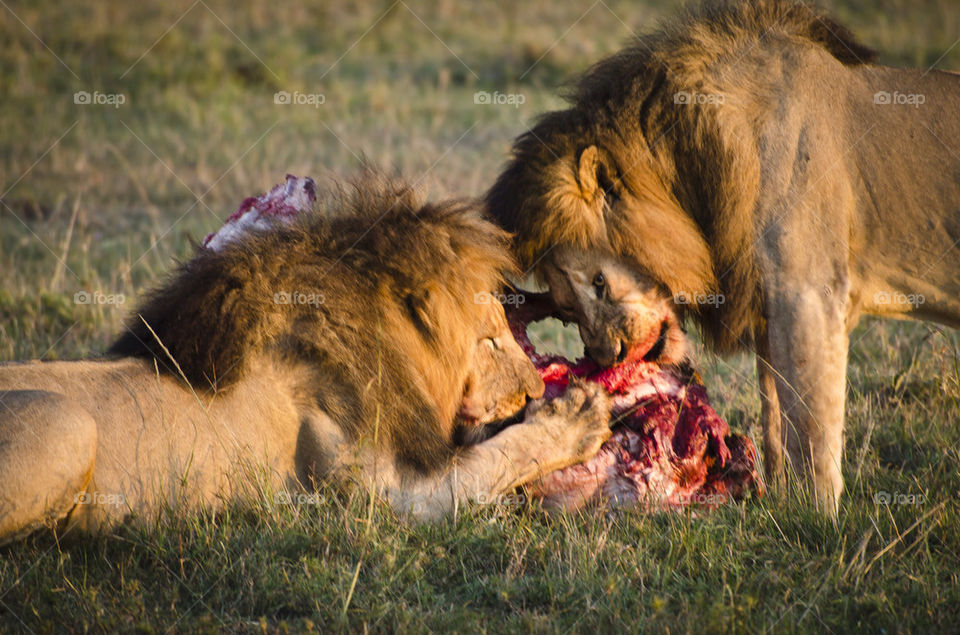 animal vacation mammals eating by nexussix