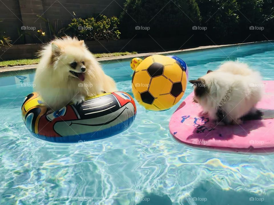 Little cuties on the swimming pool 