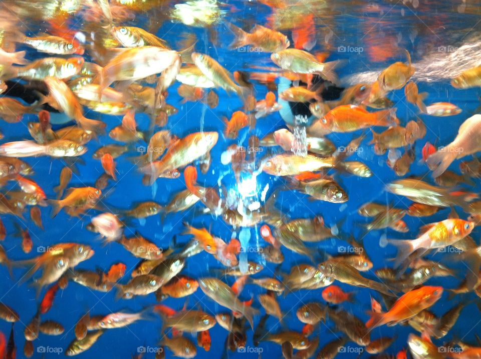 Up close and personal with the gold fish. 