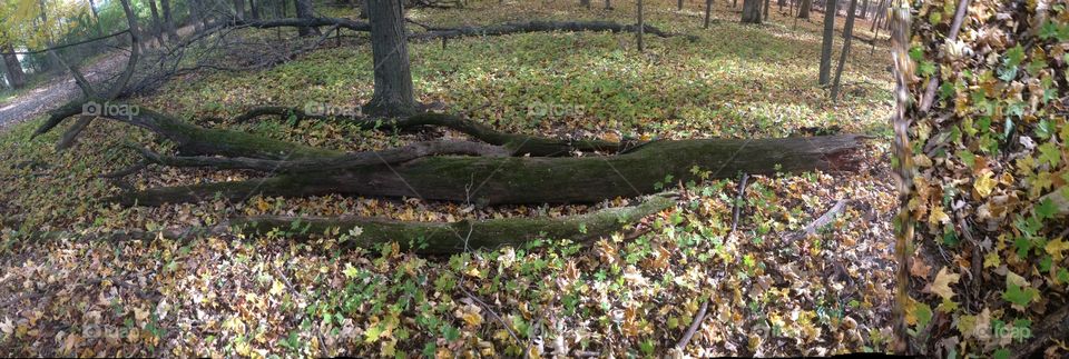 Dead wood. Off the path in Merton wi