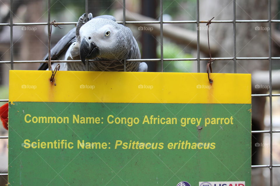 Funny African Grey Parrot over identifier sign Ninoy Aquino Wildlife Park Manila