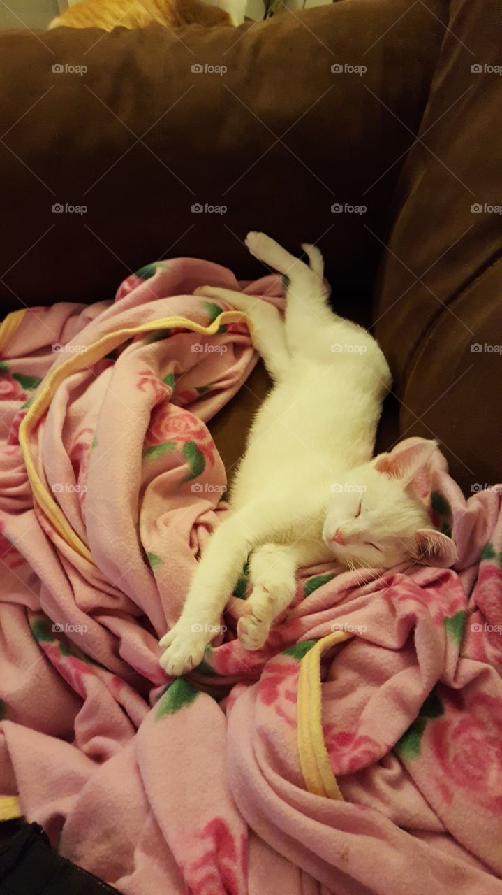 Sleeping kitten