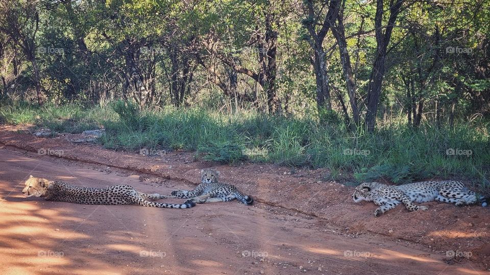 stuck in a cheetha roadblock.Dinokeng South Africa.