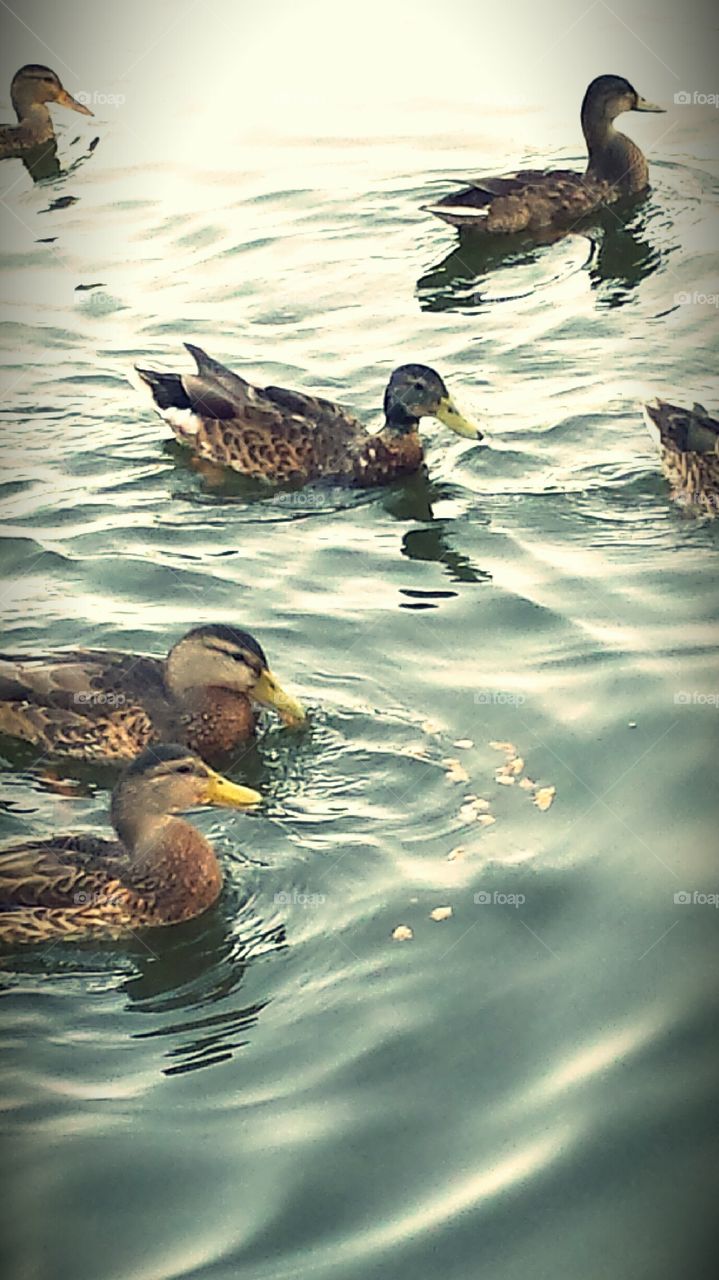Ducks