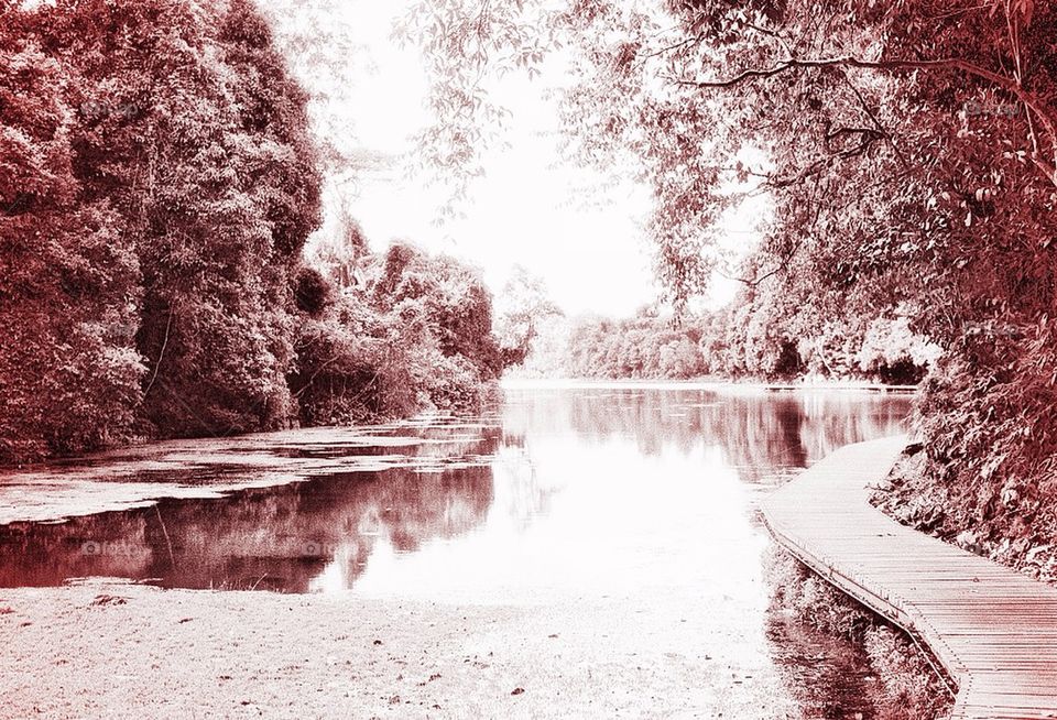 River path boarded by tree