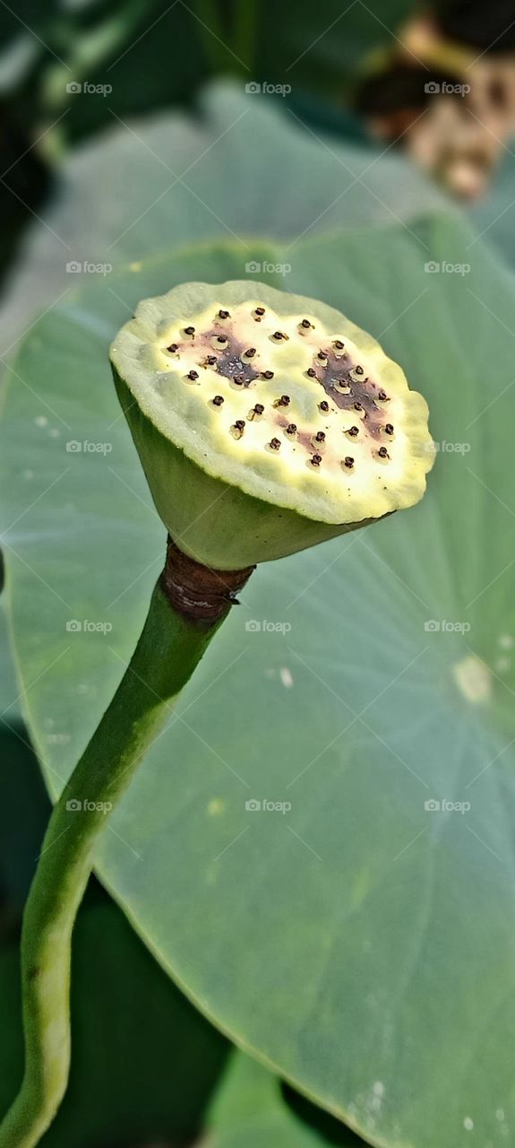 Nelumbo nucifera Gaertn.