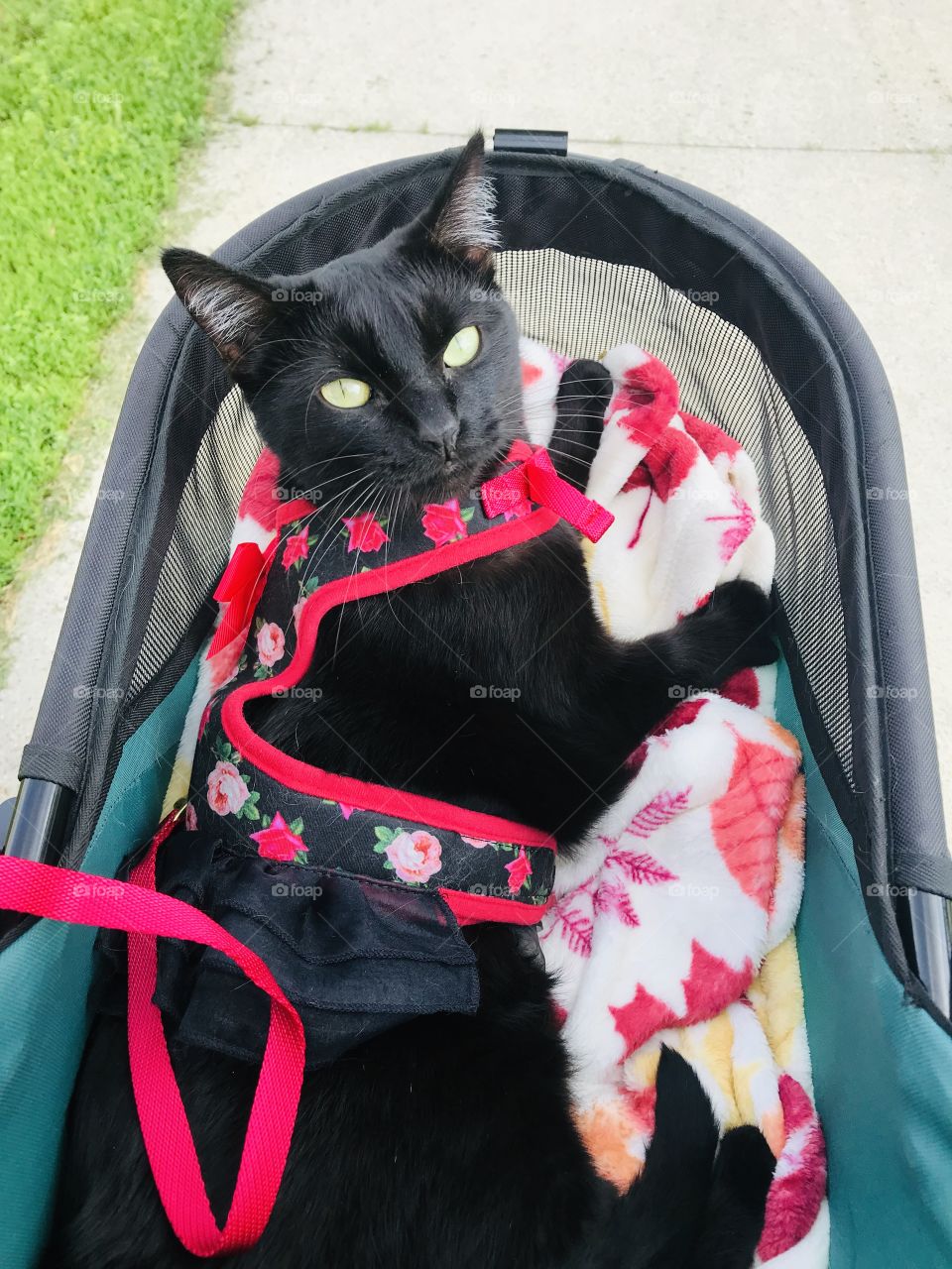 Gorgeous little black cat just loves her stroller rides on perfect sunny with few clouds days!! 