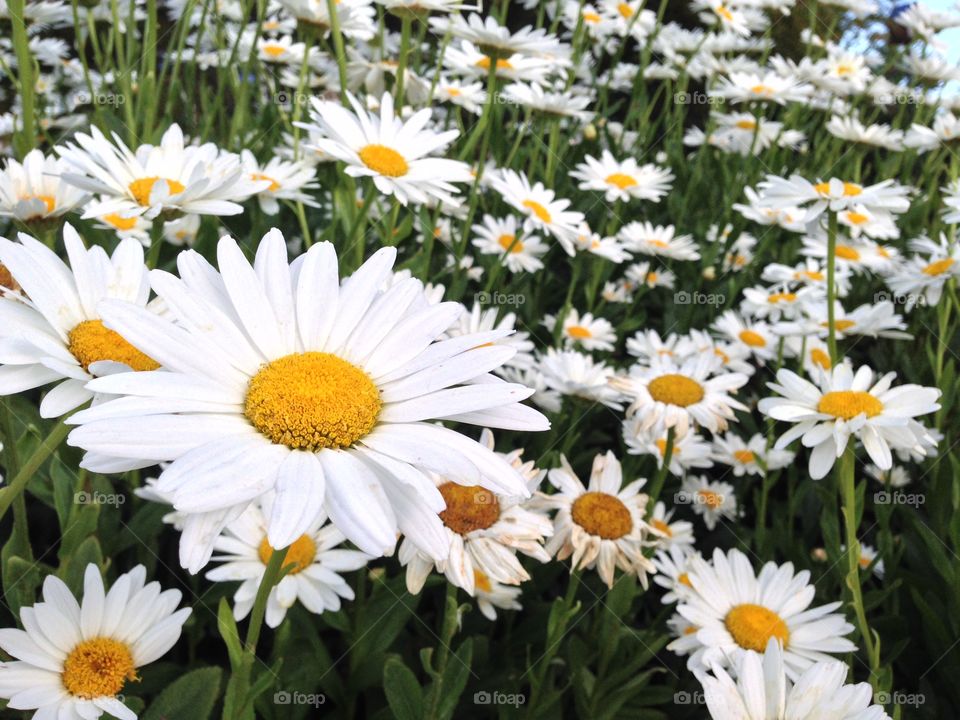 Daisies blooming on field