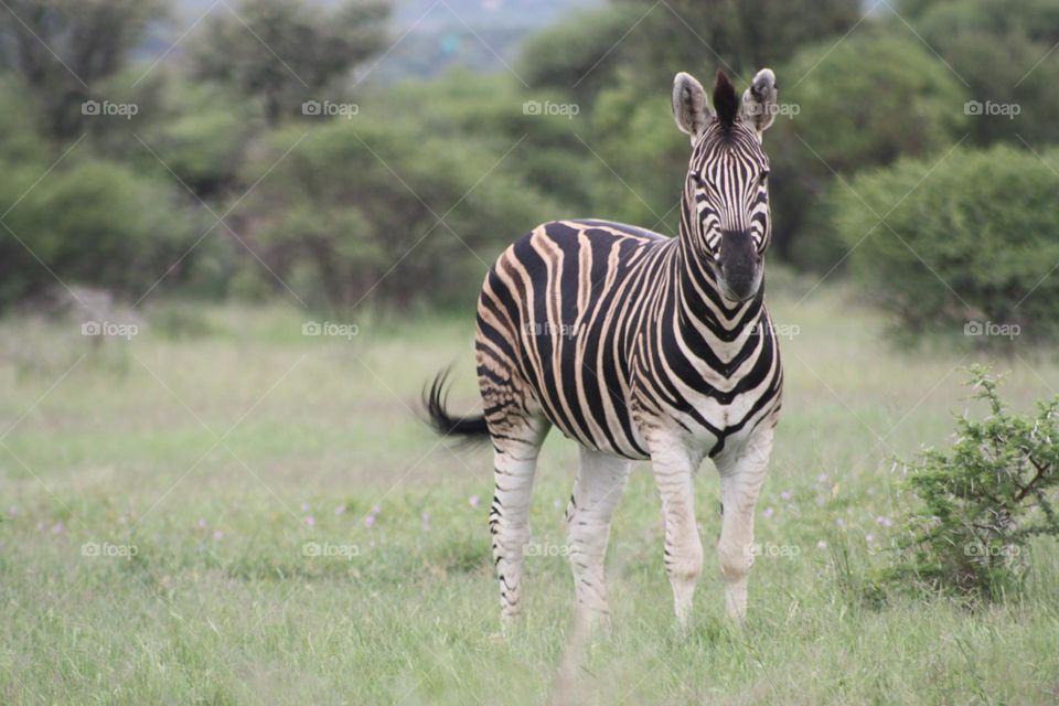 zebra