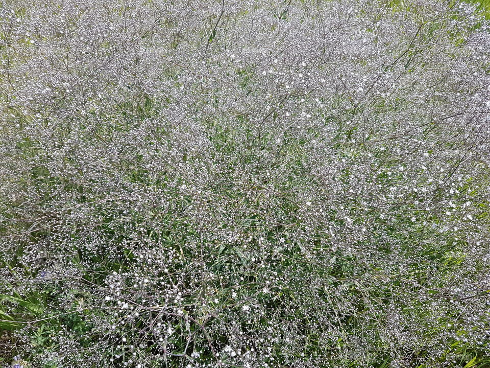 Baby's breath grown in some prairie ditches along roadsides