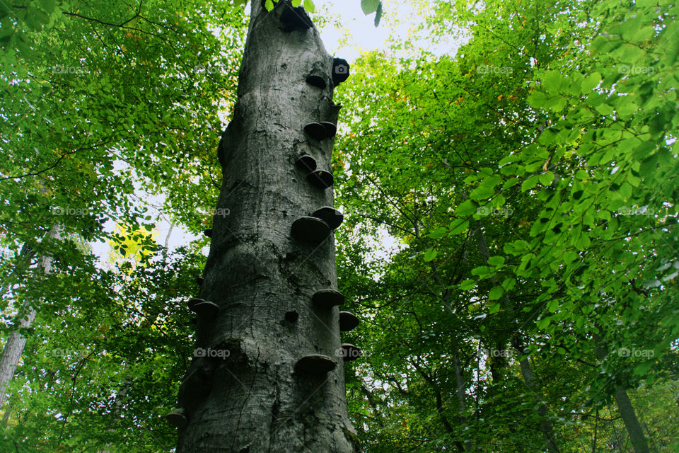 mushroom tree