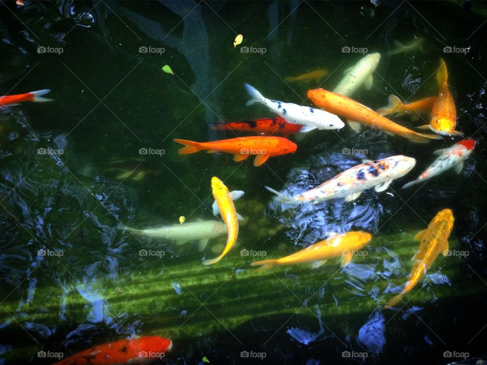 Fish in the water 