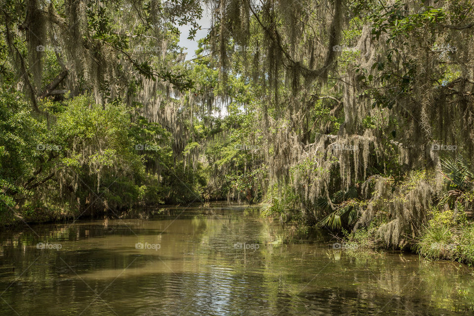 Bayou in Louisiana