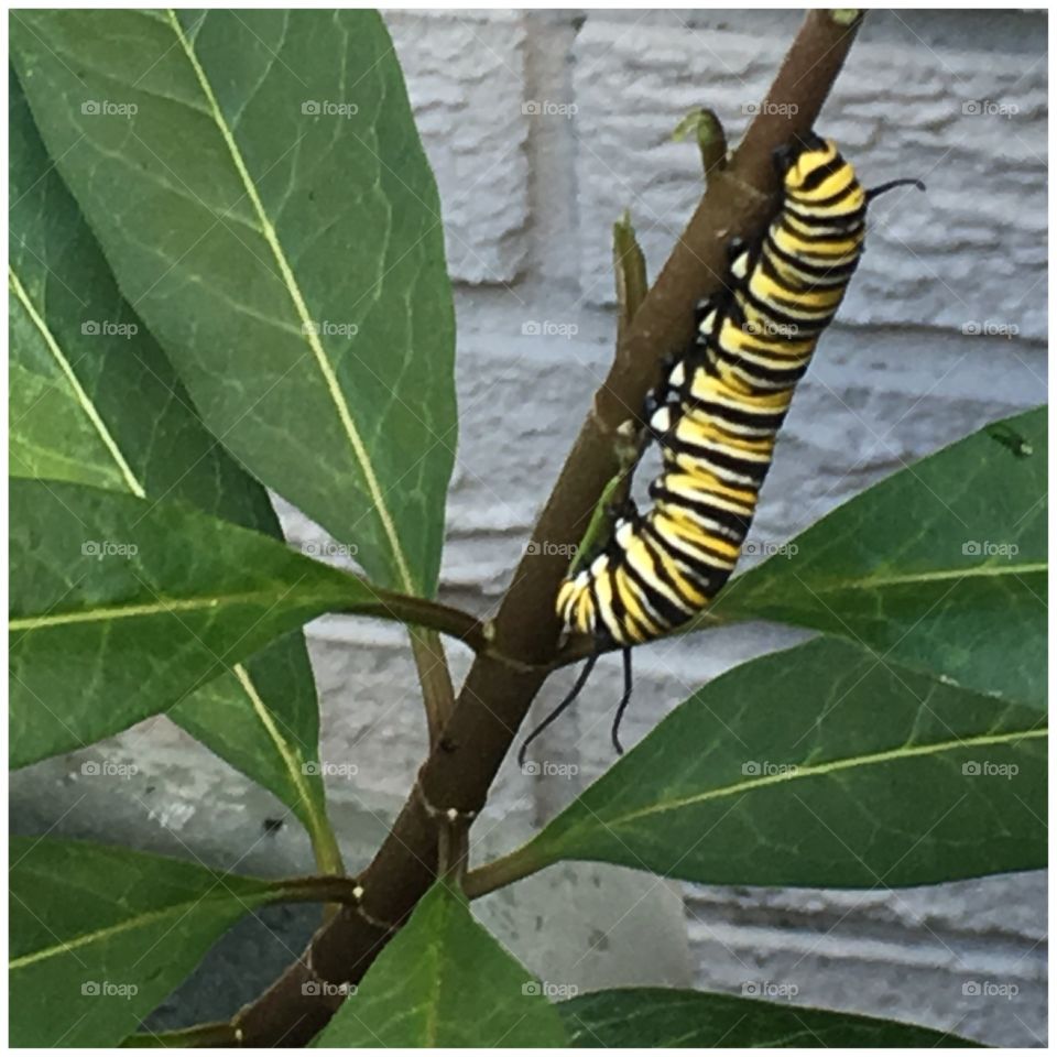 Caterpillar
