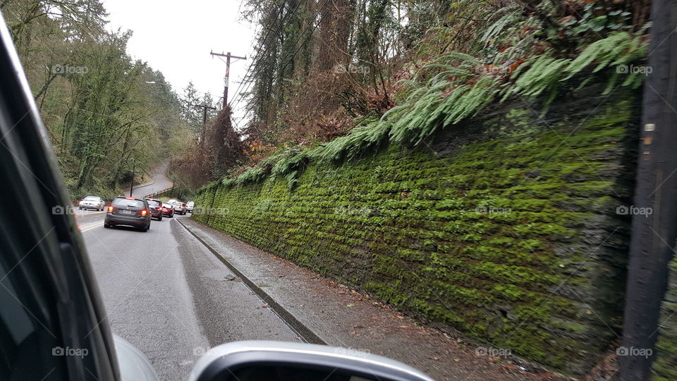 travel along mossy wall