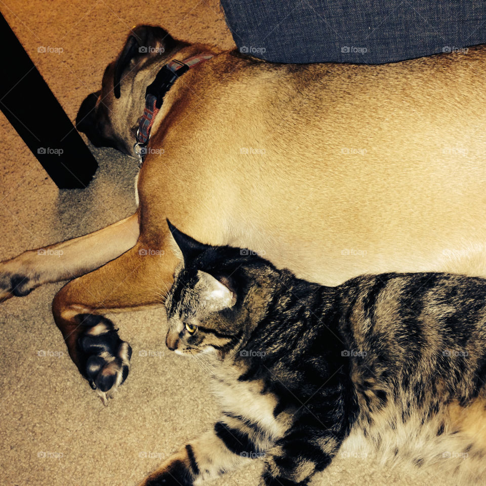 Rescue Boxer-Mix relaxing with his fur-brother kitty in their forever home