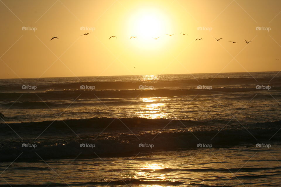 Sunset flight. A line of seabirds cross the setting sun