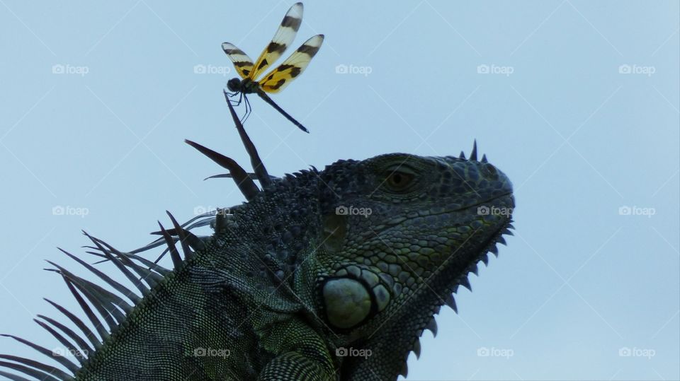 dragonfly on iguana