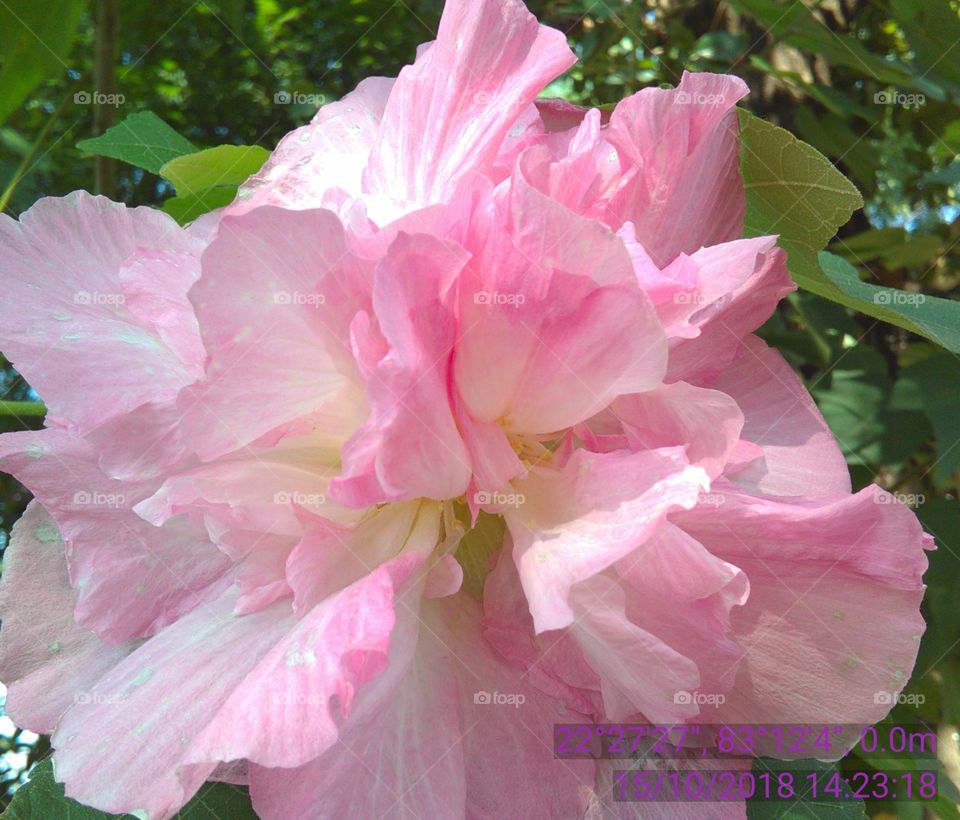 This is a very beautiful flowers and the name of flowers land's-lotus.