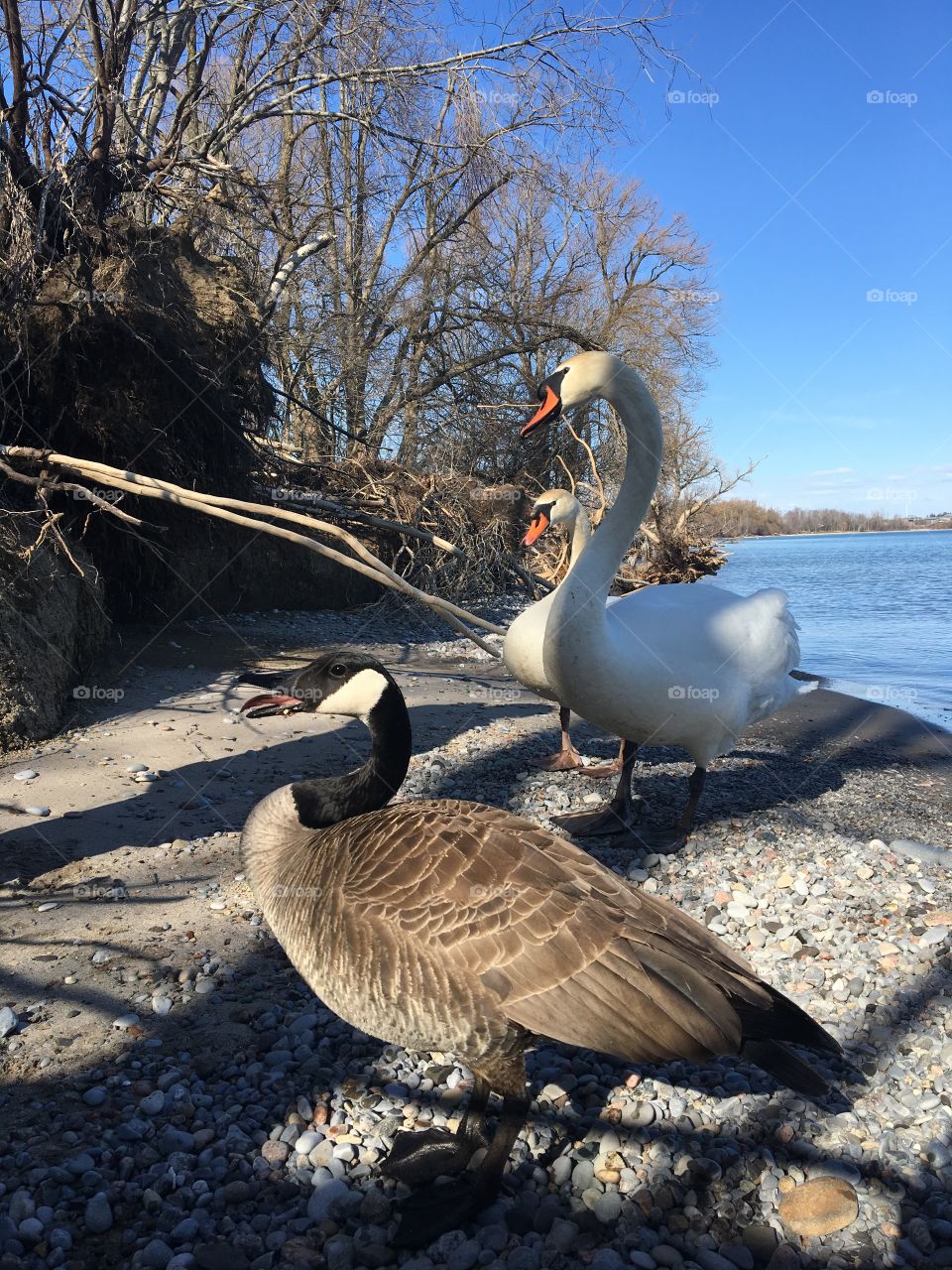 Mated swans with an angry Canadian goose. The Canadian goose is hissing, and with that you can see his tongue. At a conservation area in late winter, bare trees and water shown.