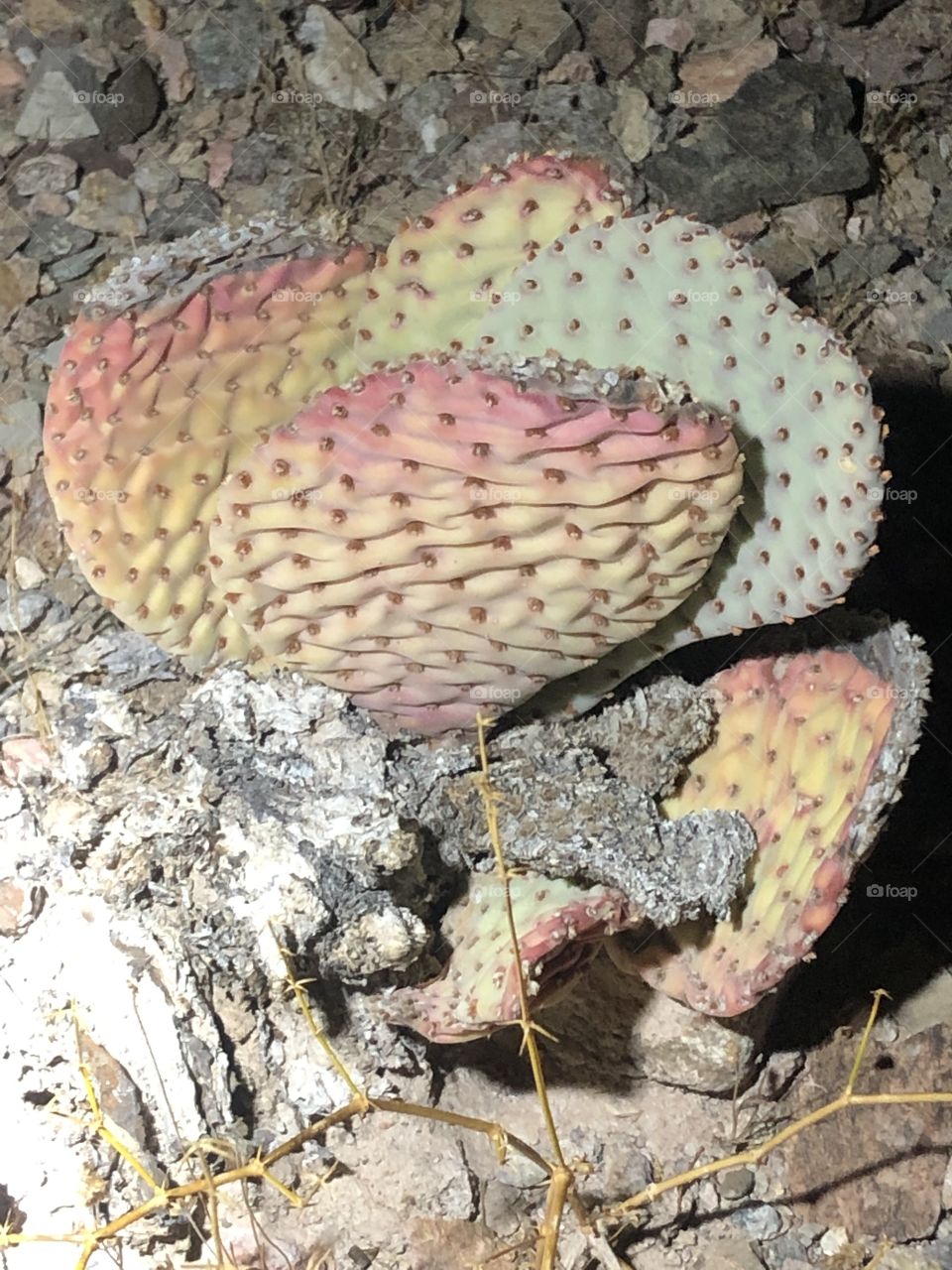 Beavertail cactus 