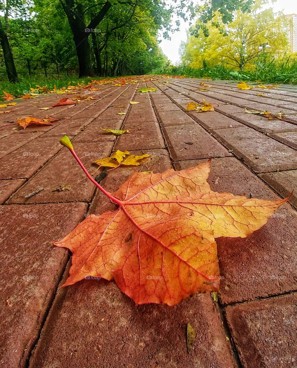 Fallen maple leaf.