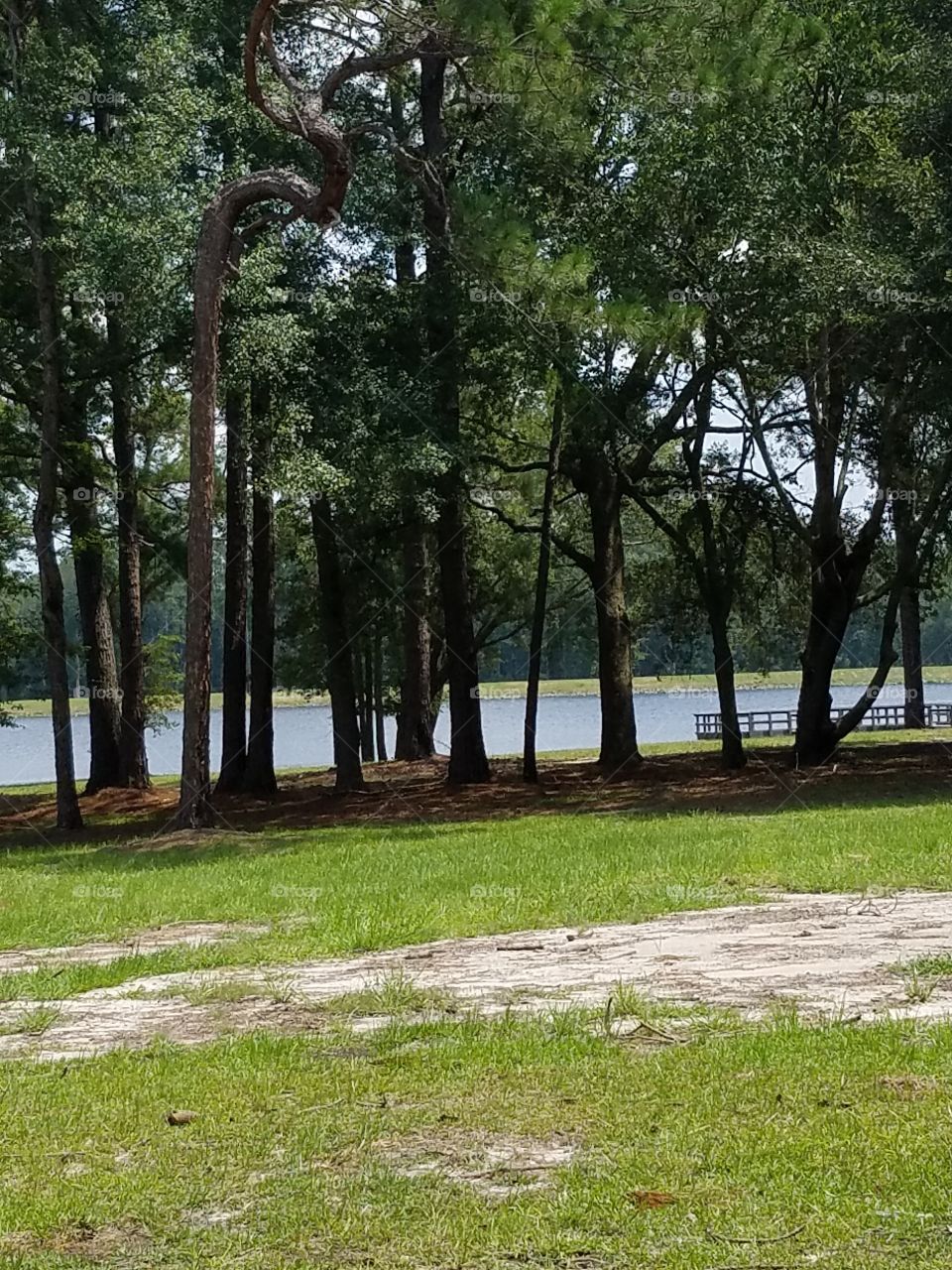 Tree-lined Lake