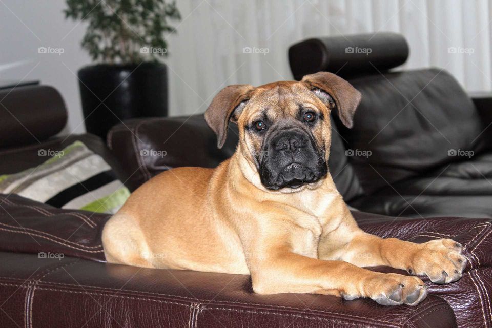 Bull mastiff puppy sitting on top of brown leather sofa