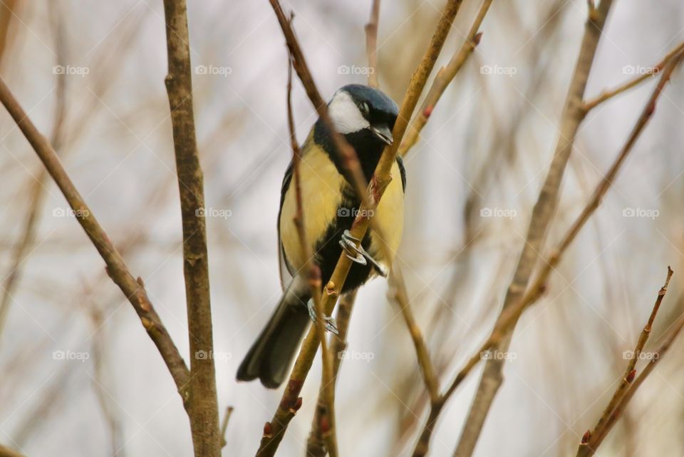 tit, can you see me if I close my eyes? 🤪