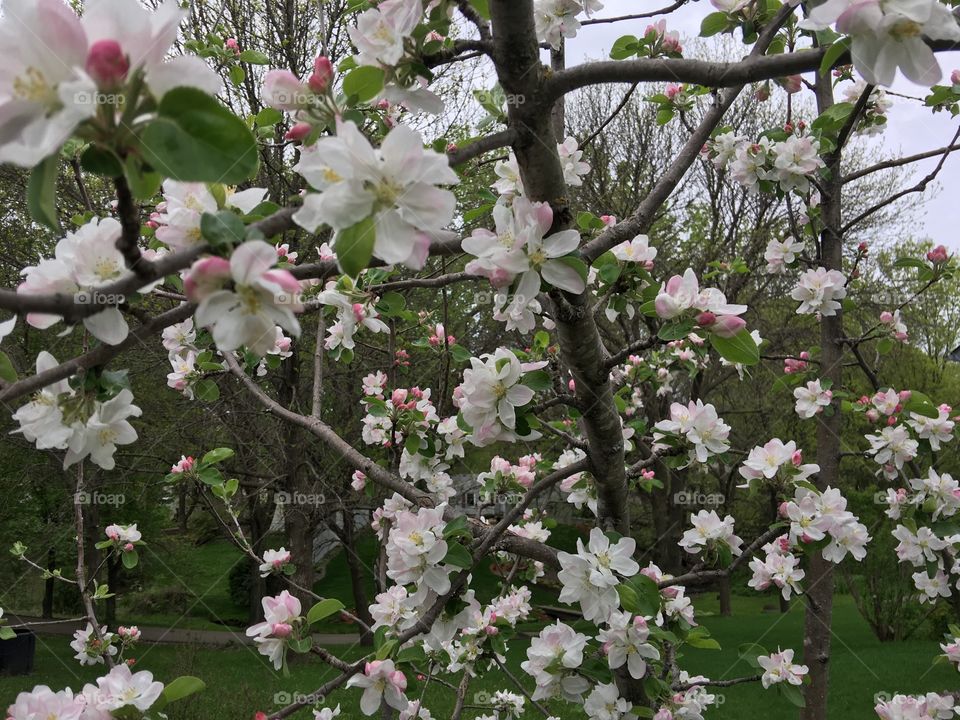 Apple blossoms 