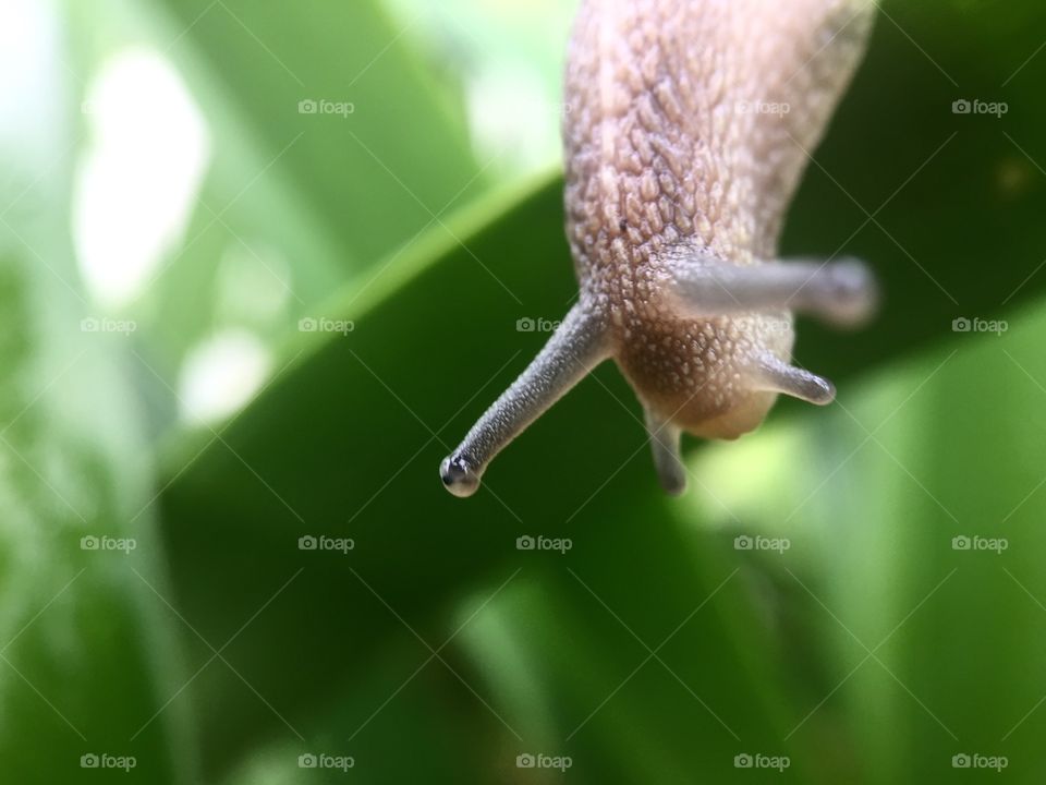 Snail. Nature 