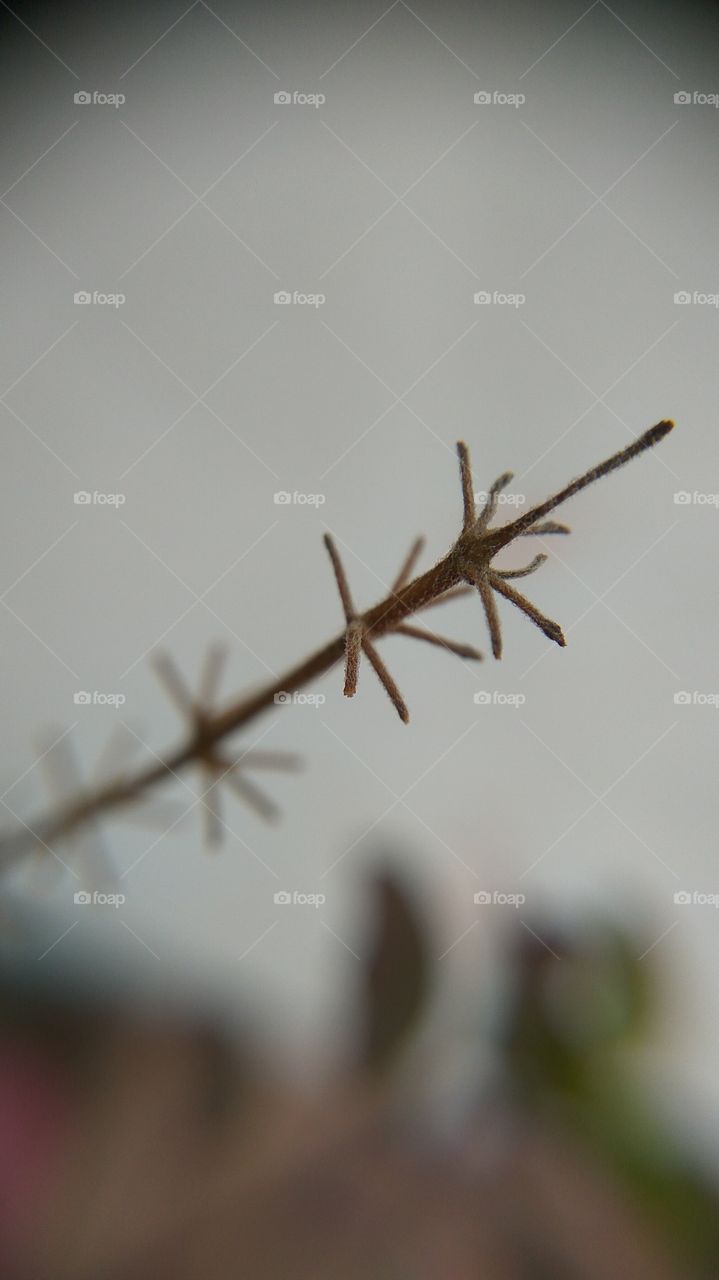 Close-up of a plant's twig
