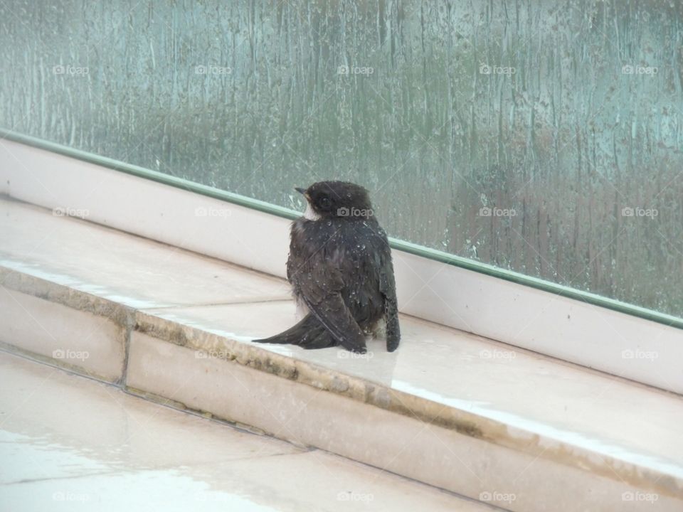 A small wet bird landed on the porch while waiting for the rain to stop