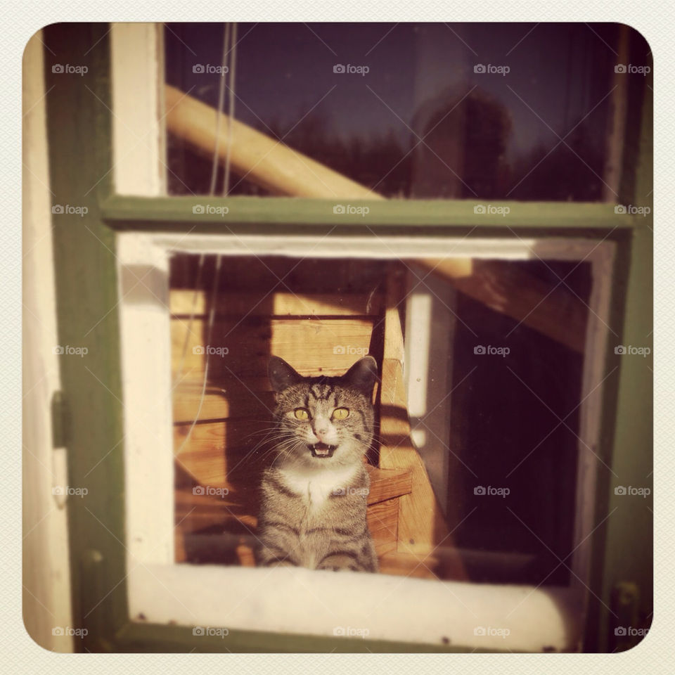 Cat, Pet, Kitten, Window, Family