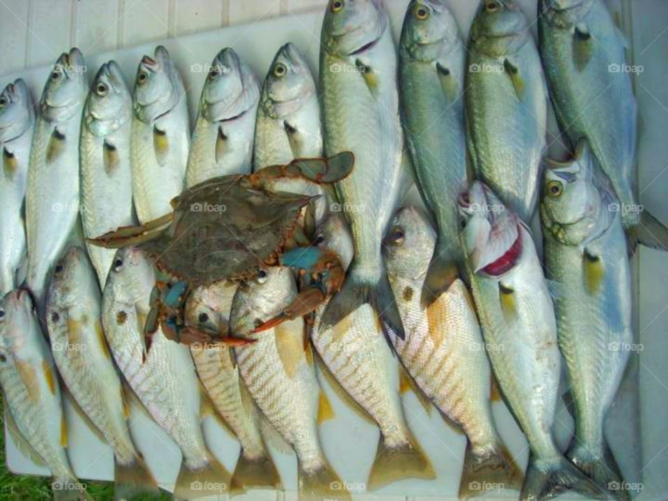 crab,fish