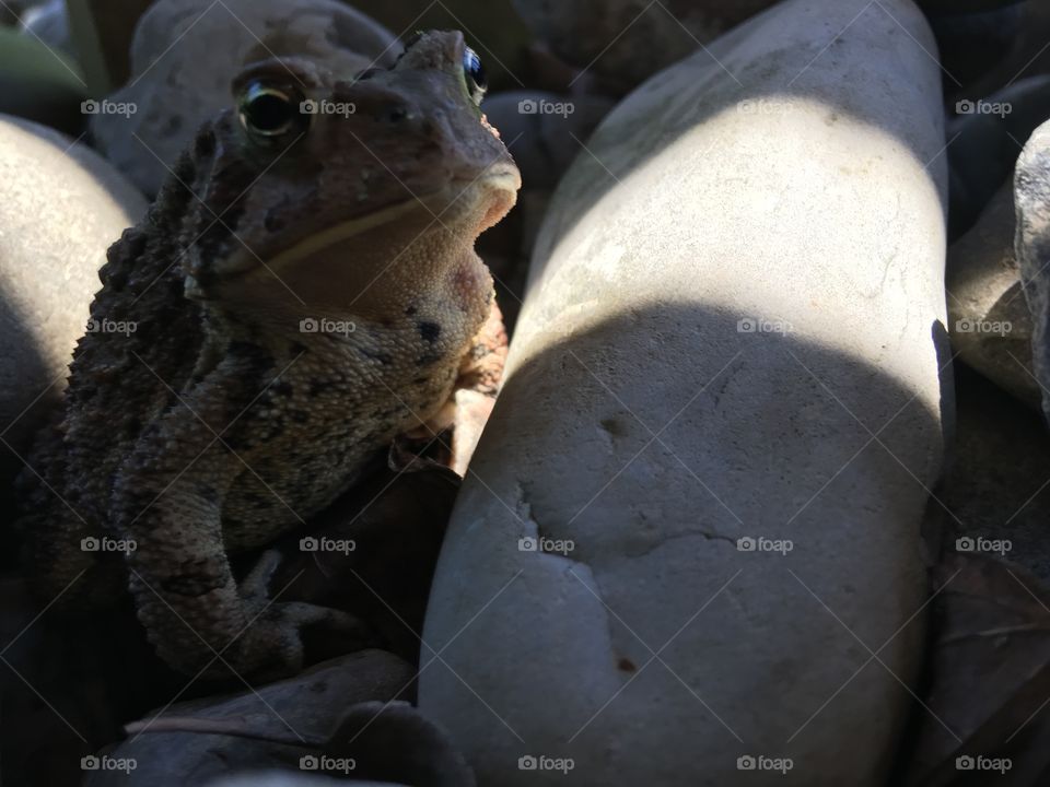 Toad posing in the sunshine