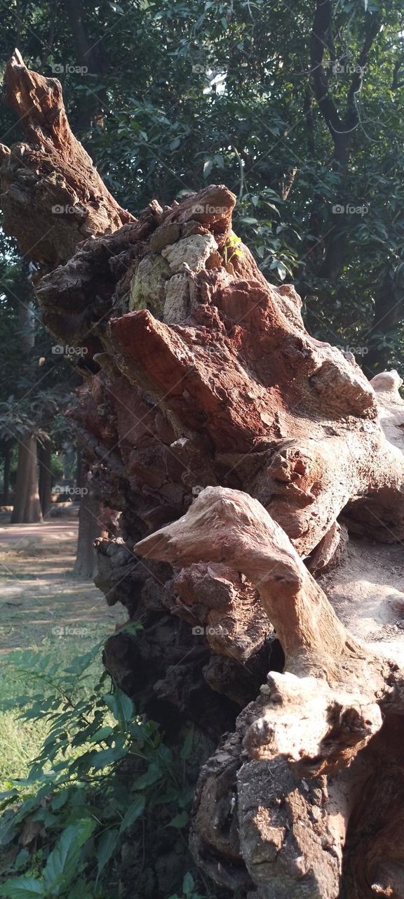 dried tree root